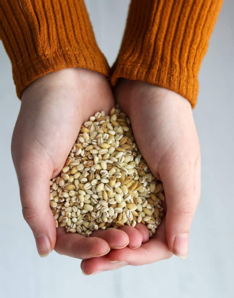 Hands holding dry barley grains